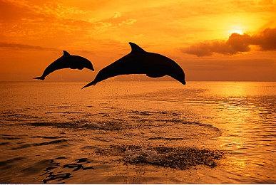 40系中端卡在最新Steam调查中增幅惊人